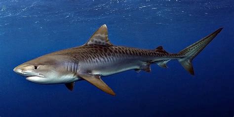 why is a tiger shark called a tiger shark