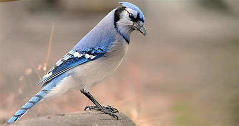 Why Is Blue Jay Way