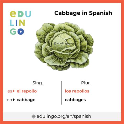 Why Is Cabbage Called Repollo In Spanish