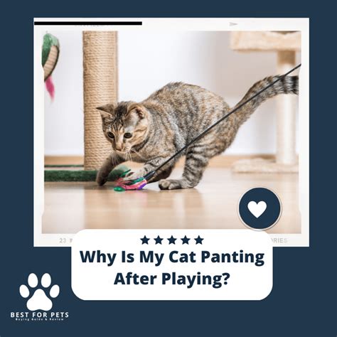 7 Things why is cat panting after playing your cat's health revealed