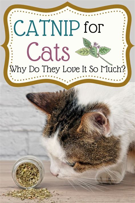 why is catnip so good for cats