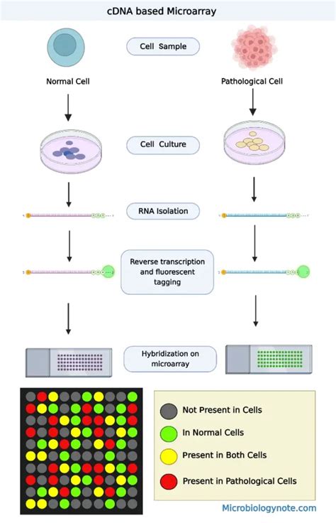 Why Is Cdna Used In Microarray