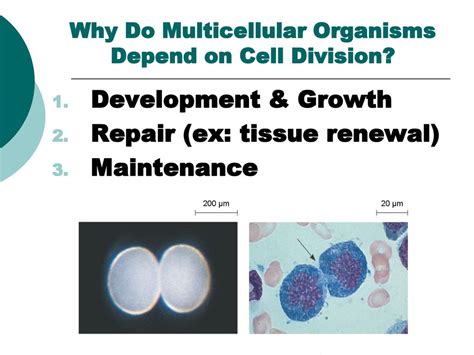 Why Is Cell Division Necessary In Multicellular Organisms