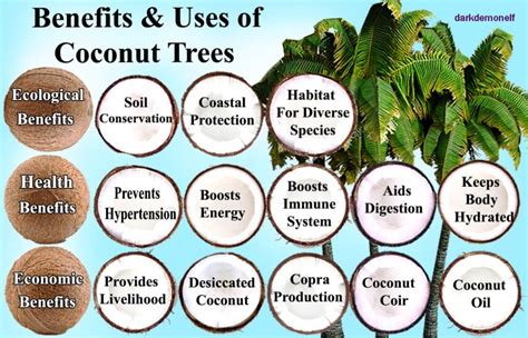 Why Is Coconut Tree Important