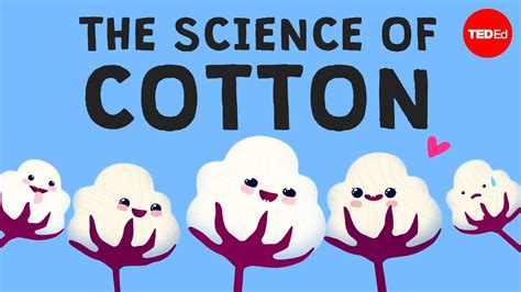 Why Is Cotton In Everything