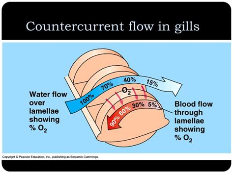 Why Is Countercurrent Flow More Efficient