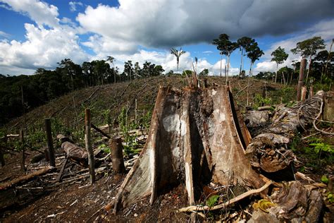 why is deforestation happening in brazil