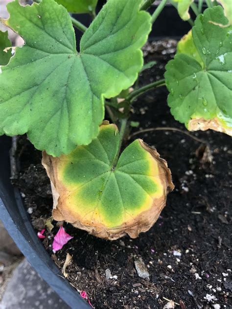 Why Is Geranium Turning Yellow