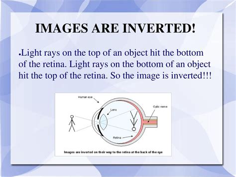 Why Is Image Inverted Retina