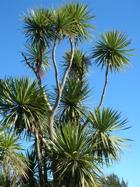 Why Is It Called A Cabbage Tree
