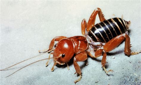 Why Is It Called A Jerusalem Cricket
