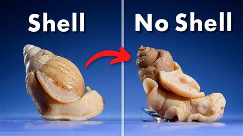 Review Of Why Is It Called A Shell For New Ideas