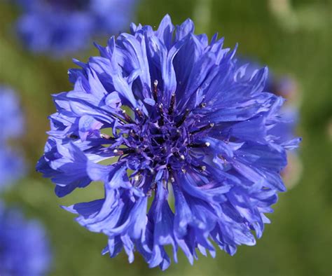 Why Is It Called Cornflower Blue
