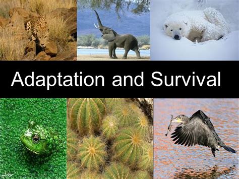 why is it important for organisms to adapt to changes in their habitat