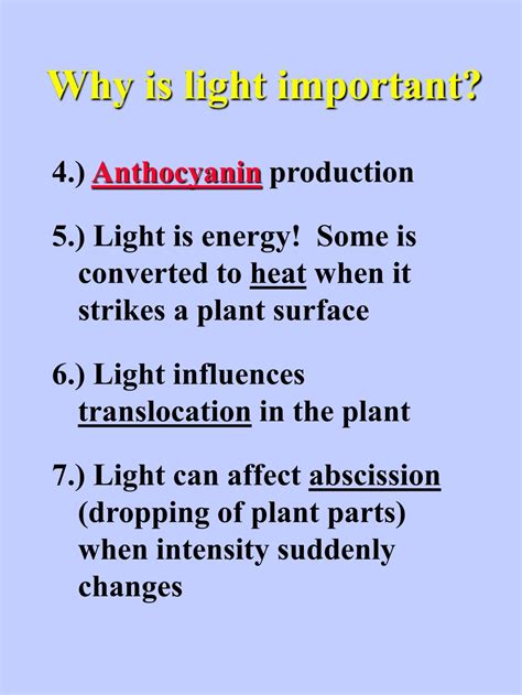 Why Is Light Important Plants