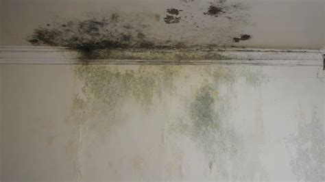 Why Is Mold Growing On My Bedroom Wall