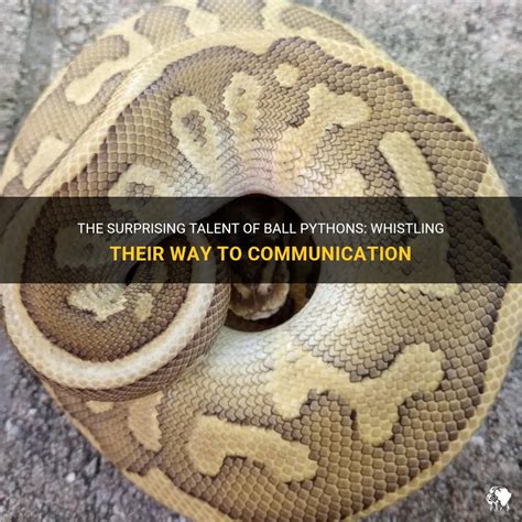 Why Is My Ball Python Whistling