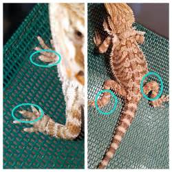 why is my bearded dragon's toe infected