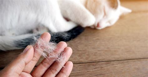 Why Is My Cat s Hair Shedding So Much 