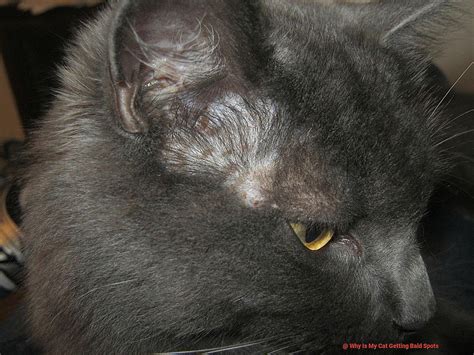 Why Is My Cat Balding By Her Ears 