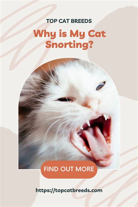 why is my cat snorting