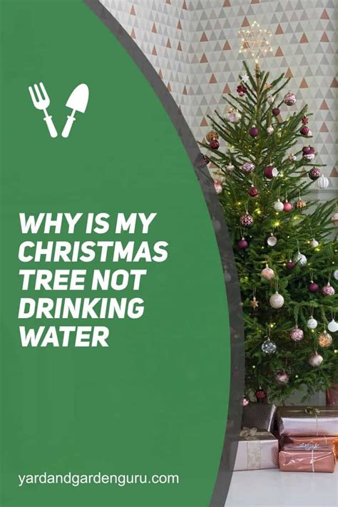 Why Is My Christmas Tree Not Fragrant