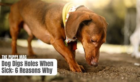 Why Is My Dog Digging When Sick