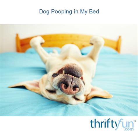 Why Is My Dog Pooping In The Bedroom