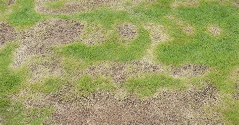 Why Is My Grass Dead