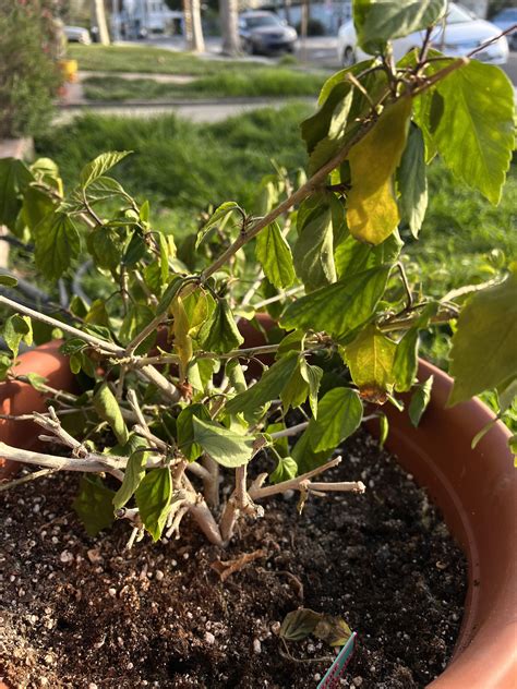 Why Is My Hibiscus Flower Wilting