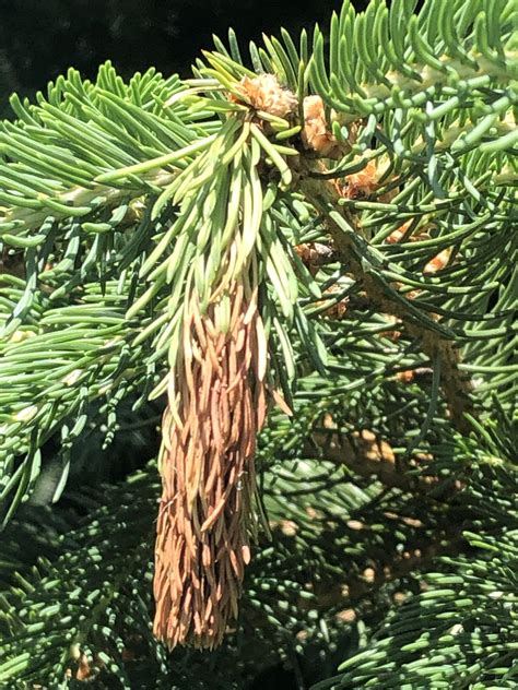 why is my norway spruce turning brown