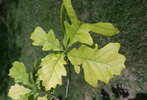 Why Is My Oak Tree Turning Yellow