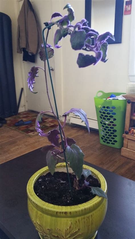 why is my purple passion plant dying