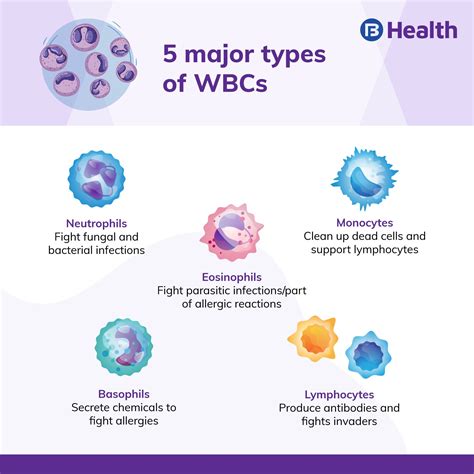 Understanding Why Is My WBC High: Causes and Concerns