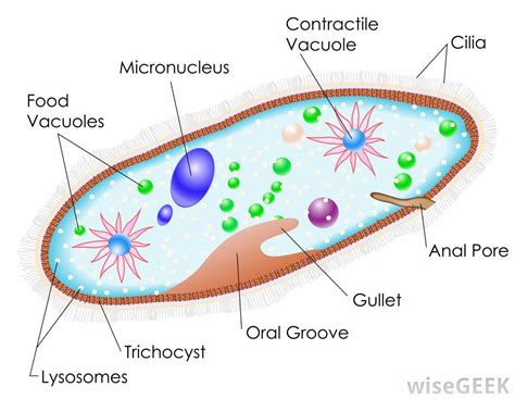 why is paramecium a unicellular organism