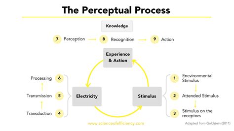 why is perception a complex process