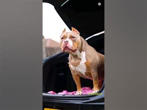 why is pitbull popular
