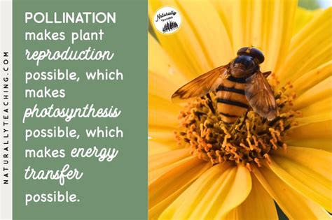 Why Is Pollination Important