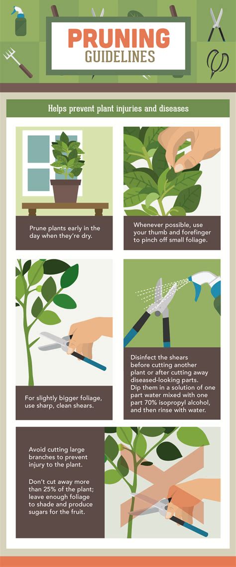 Why Is Pruning Good For Plants