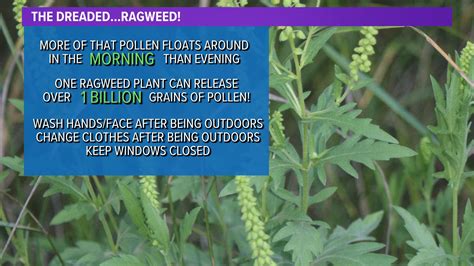 why is ragweed pollen high today