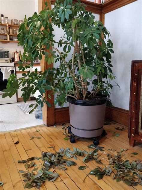 why is schefflera plant losing leaves