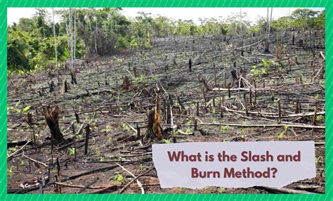 why is slash and burn used