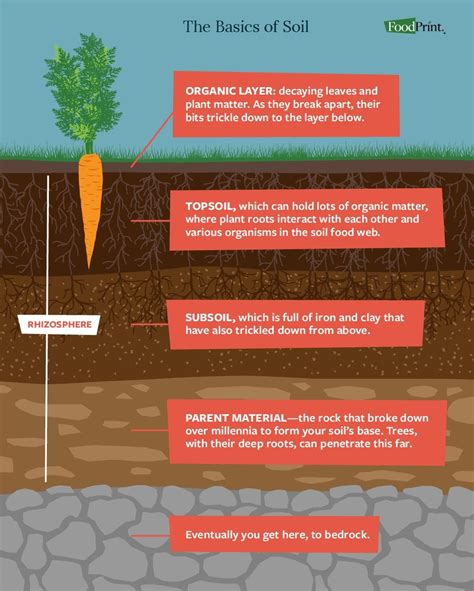 Why Is Soil Necessary