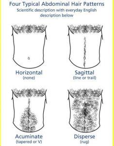 why is stomach hair called a happy trail