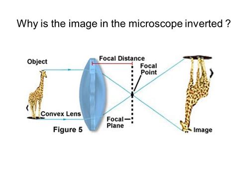 Why Is The Image Seen In A Compound Microscope Inverted