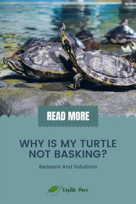 Discover 8 Insights why is turtle not basking solve pet mystery