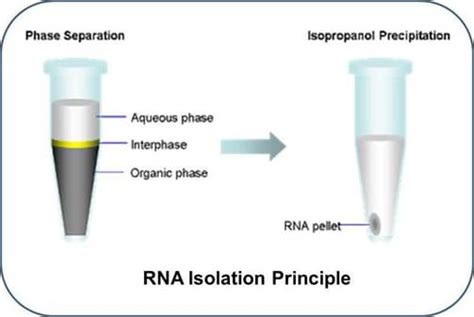 Why Isopropanol Is Used In Rna Isolation