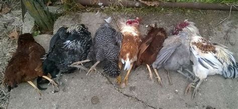 why killing rooster australia
