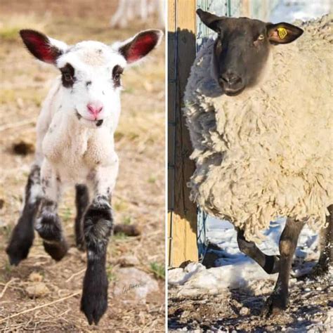 Why Lamb And Not Sheep