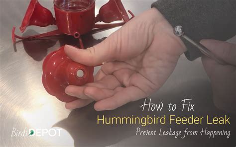 why leak does feeder hummingbird